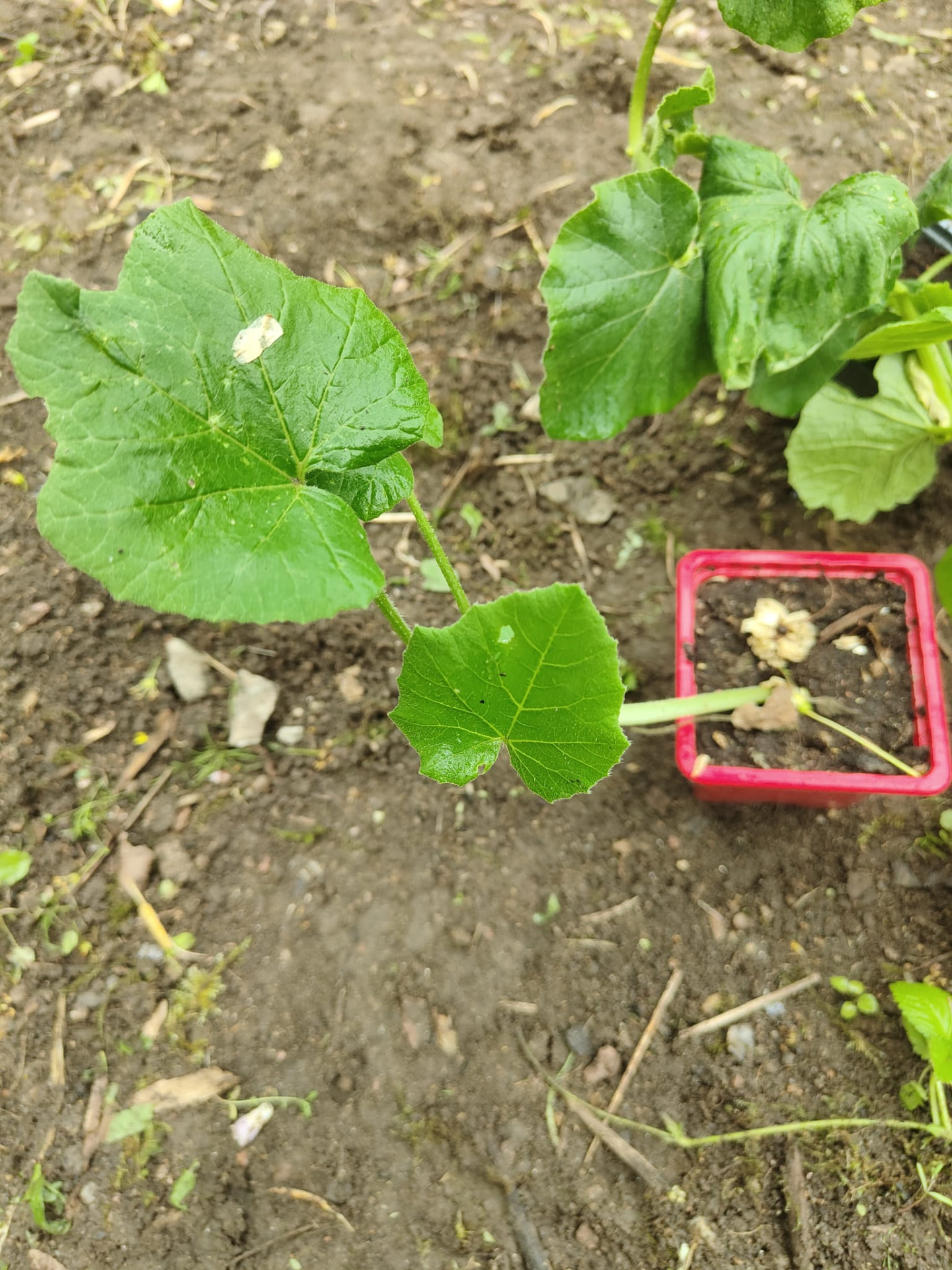 Feuillage de légumes en pleine croissance